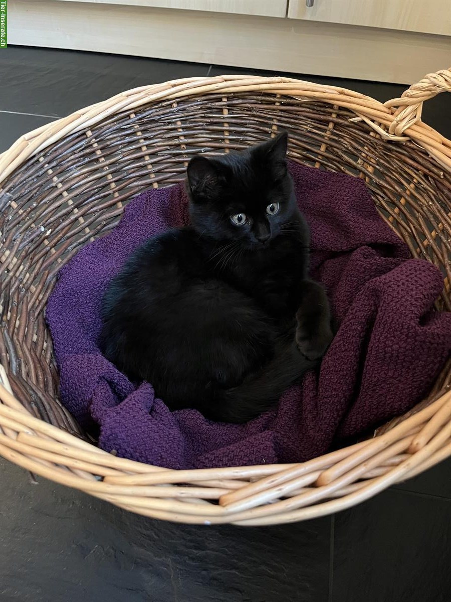 Bild 3: Europäisches Kurzhaar Kitten, schwarzer Kater, sehr anhänglich