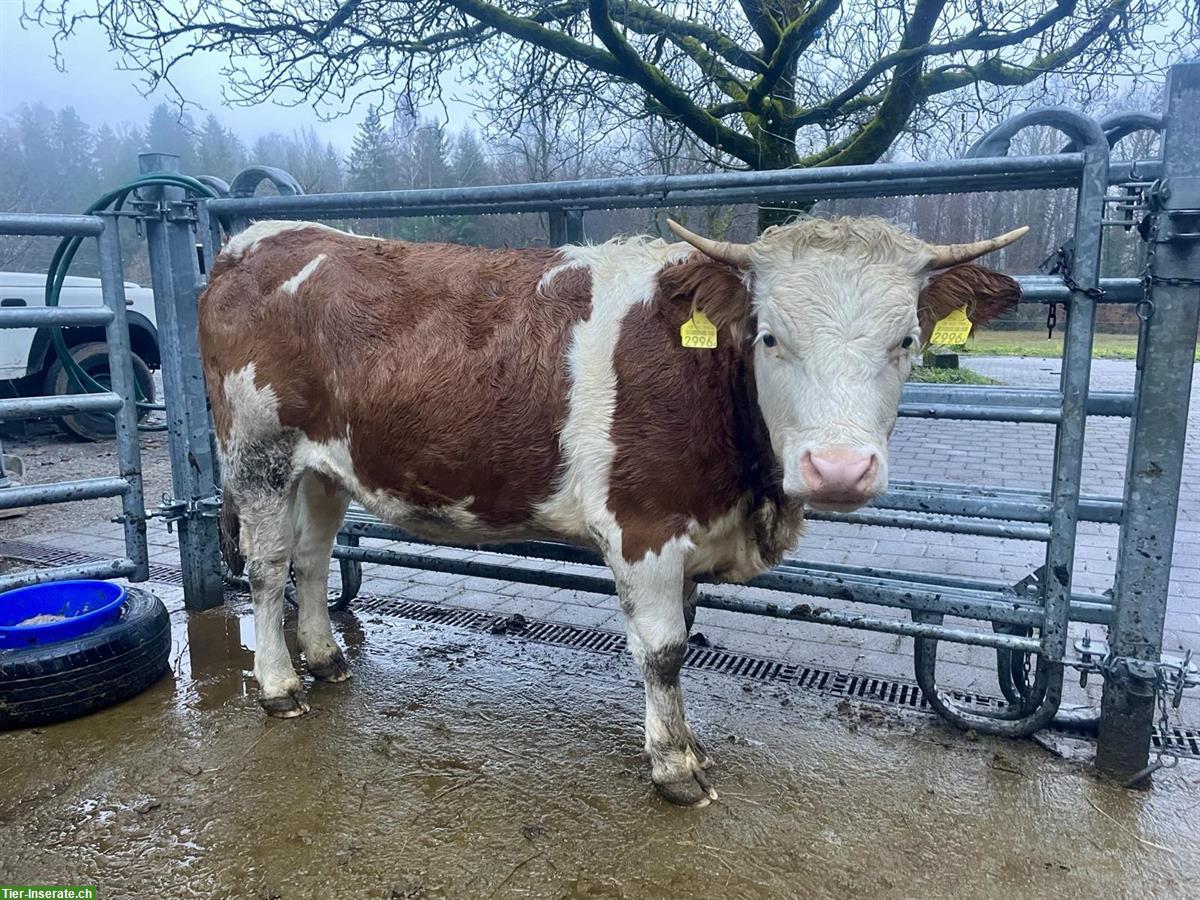 Hinterwälder Rind, Biohof, Angus-Decken möglich