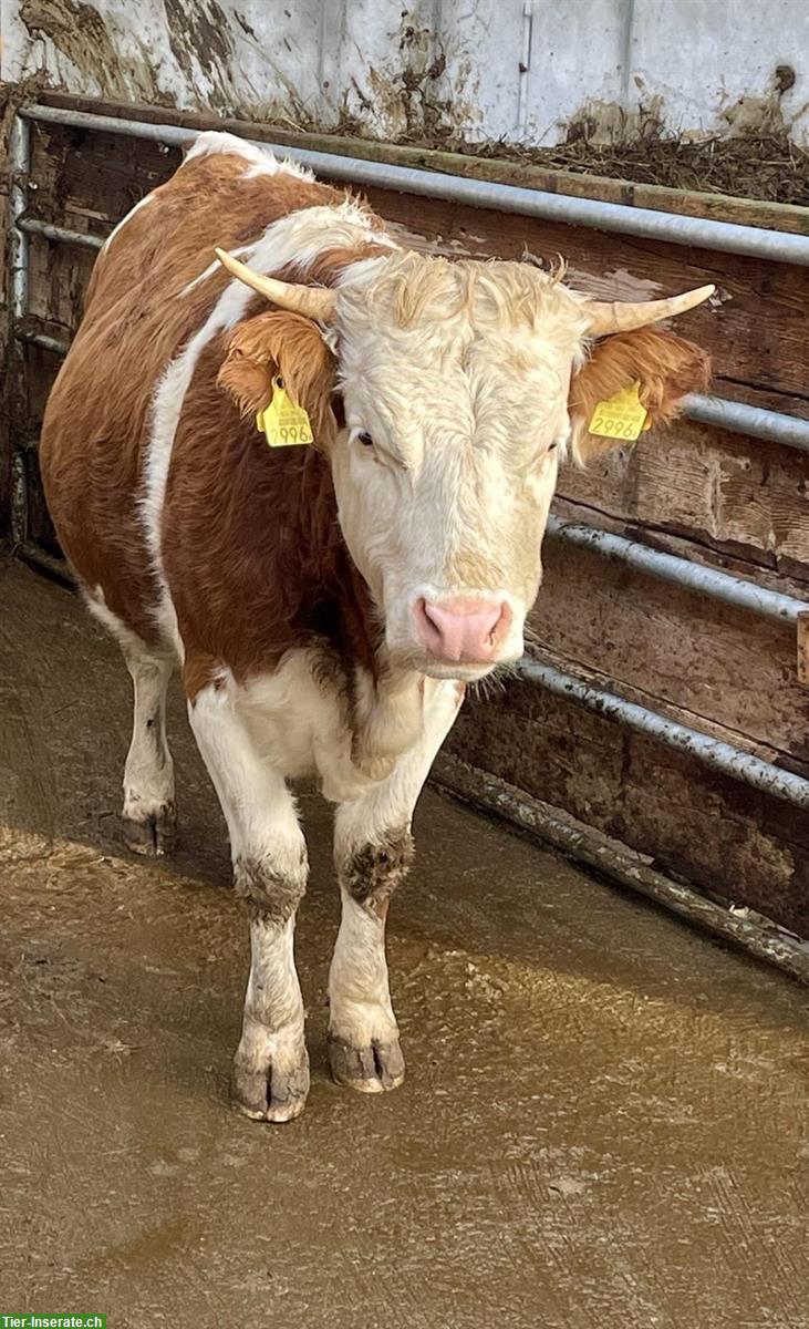 Bild 2: Hinterwälder Rind, Biohof, Angus-Decken möglich