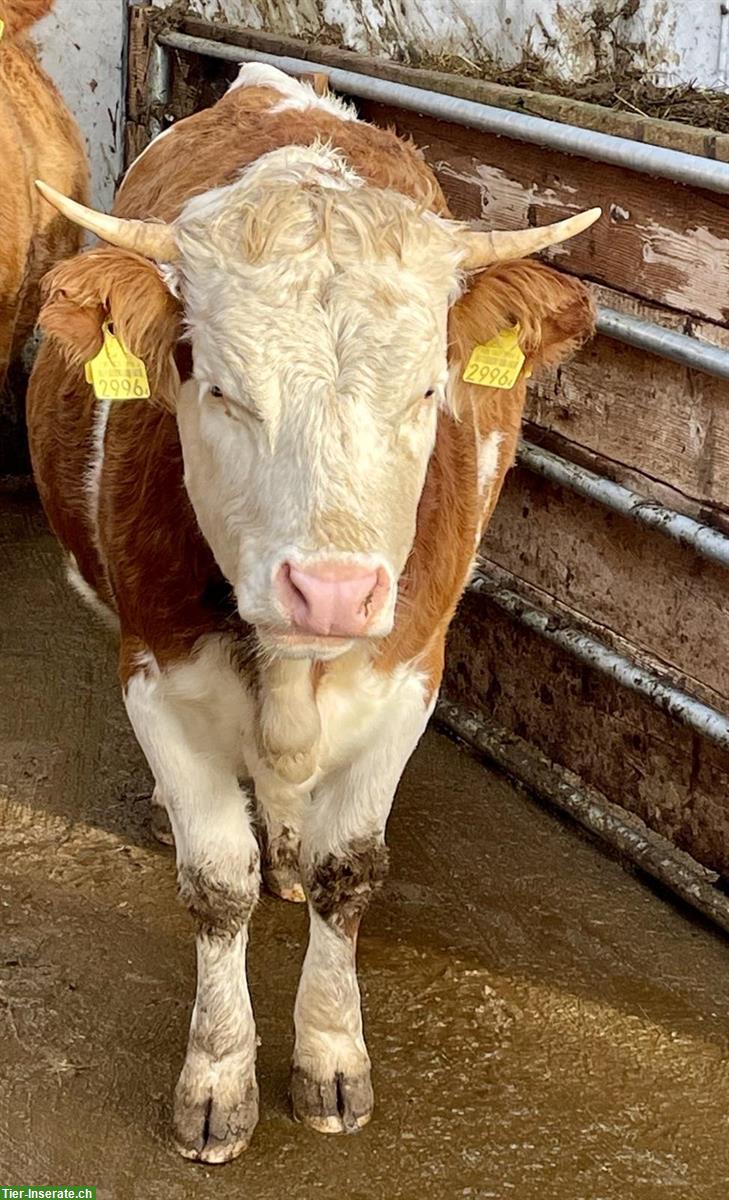 Bild 3: Hinterwälder Rind, Biohof, Angus-Decken möglich