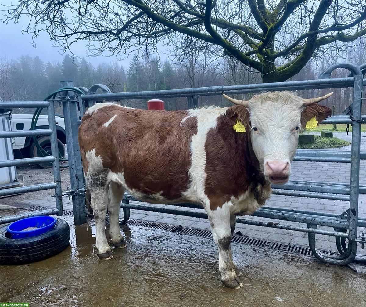 Bild 4: Hinterwälder Rind, Biohof, Angus-Decken möglich
