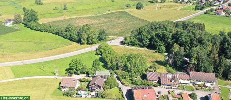 Bild 4: Charmantes Einfamilienhaus mit grossem Garten zu verkaufen