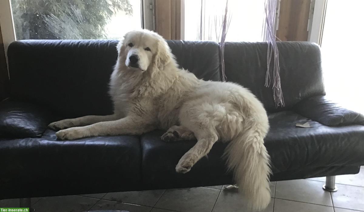 Pyrenäenberghund Rüde, weiss, freundlich & ruhig