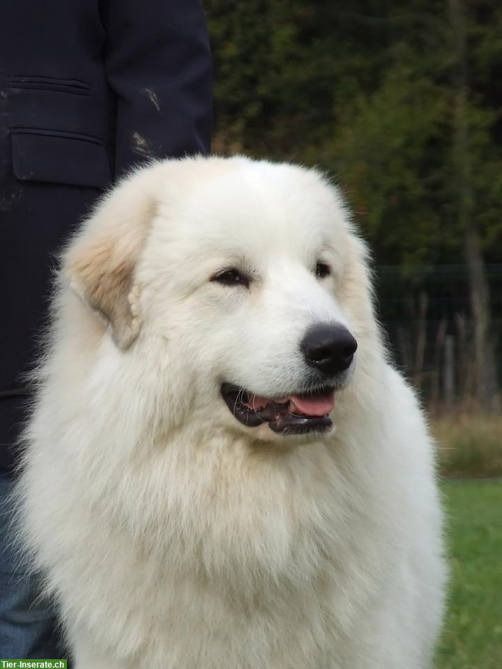 Bild 2: Pyrenäenberghund Rüde, weiss, freundlich & ruhig
