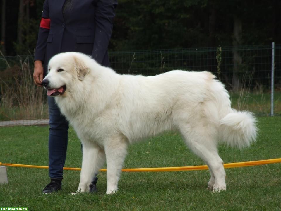 Bild 3: Pyrenäenberghund Rüde, weiss, freundlich & ruhig