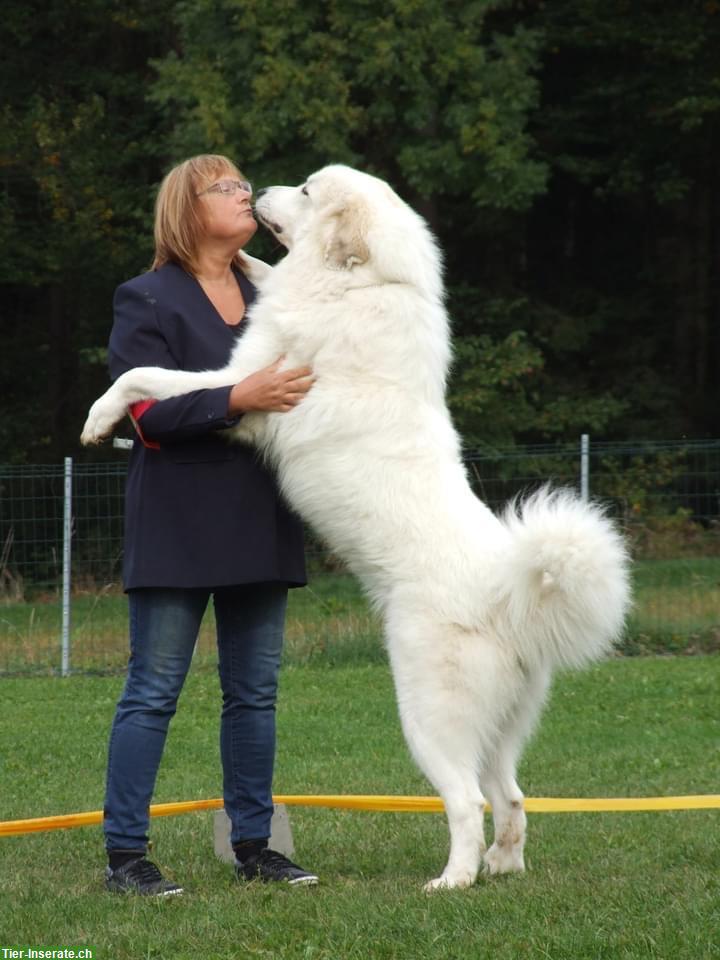 Bild 4: Pyrenäenberghund Rüde, weiss, freundlich & ruhig