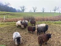 Skudden Schafherde sucht Lebensplatz