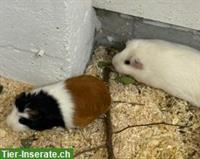 Glatthaar Meerschweinchen Pärchen