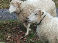 Kastrierte Skudden-Schafböcke (Jahrgang 2024) zu verkaufen