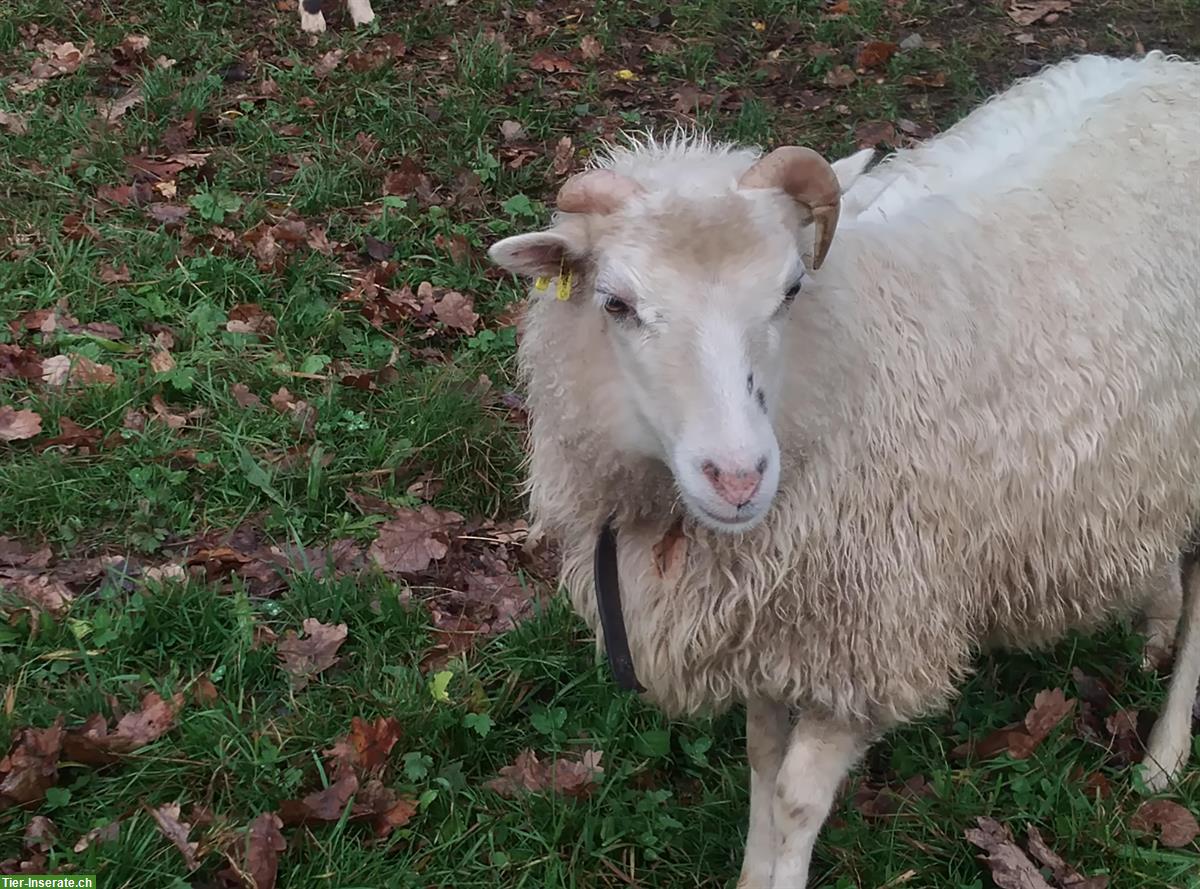 Bild 2: Kastrierte Skudden-Schafböcke (Jahrgang 2024) zu verkaufen