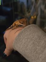 Junger Kronengecko, Brindlequin (Brindle/Harlequin)