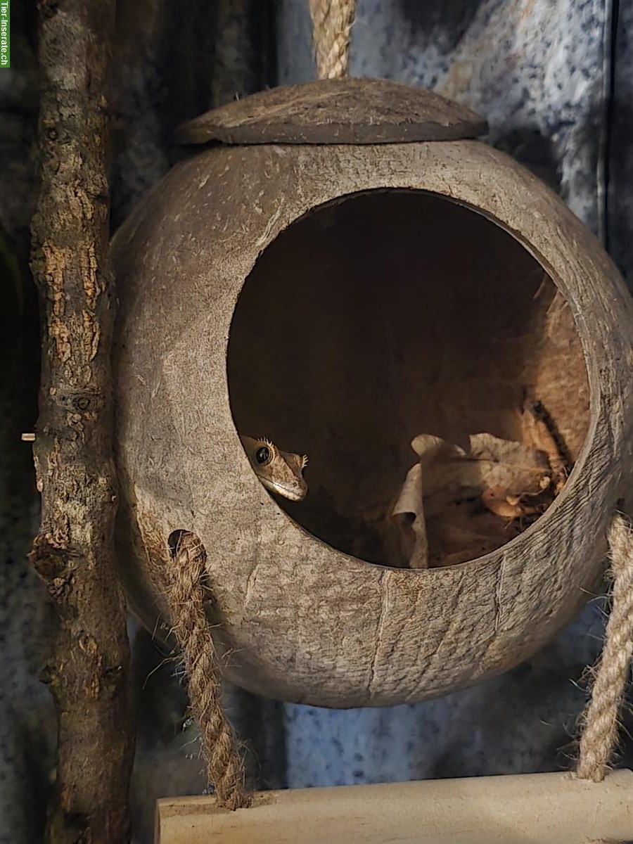 Bild 2: Junger Kronengecko, Brindlequin (Brindle/Harlequin)