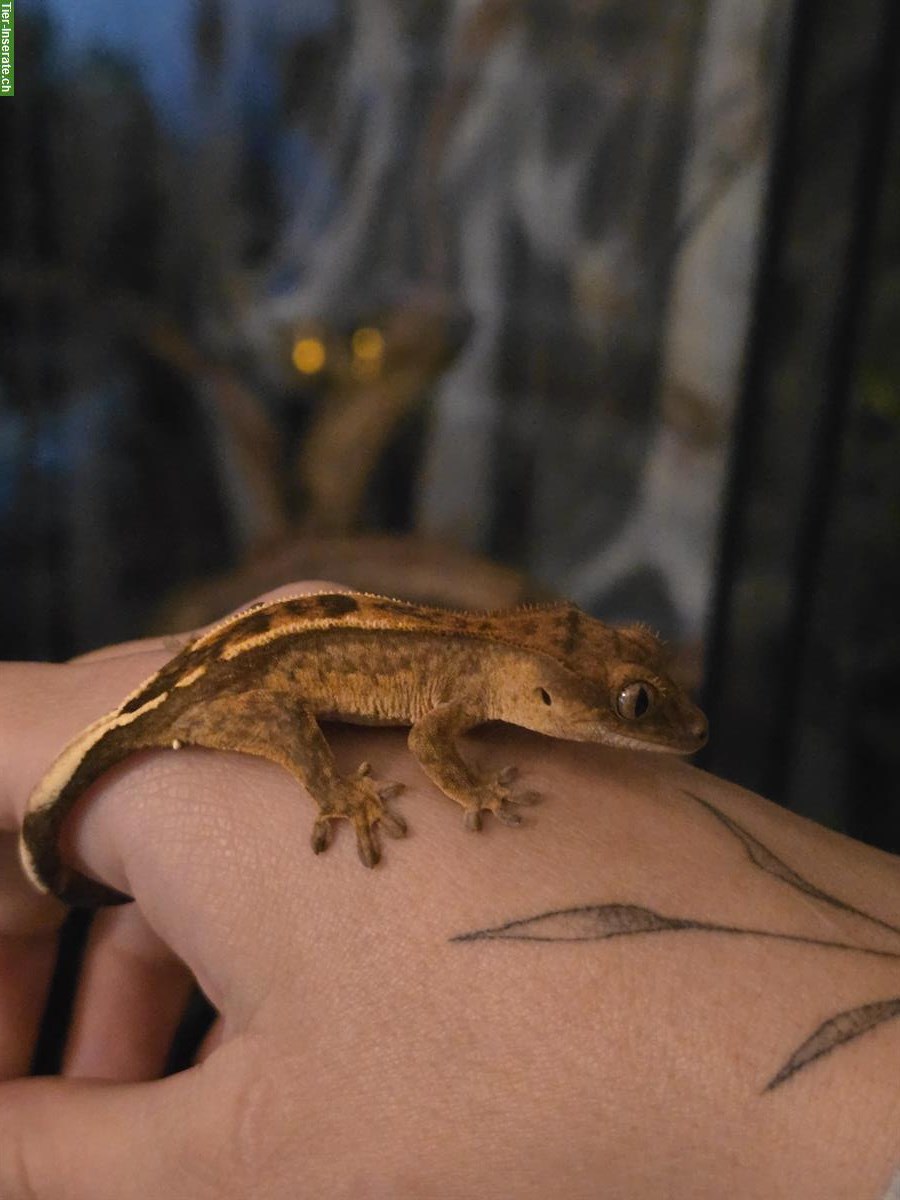 Bild 3: Junger Kronengecko, Brindlequin (Brindle/Harlequin)