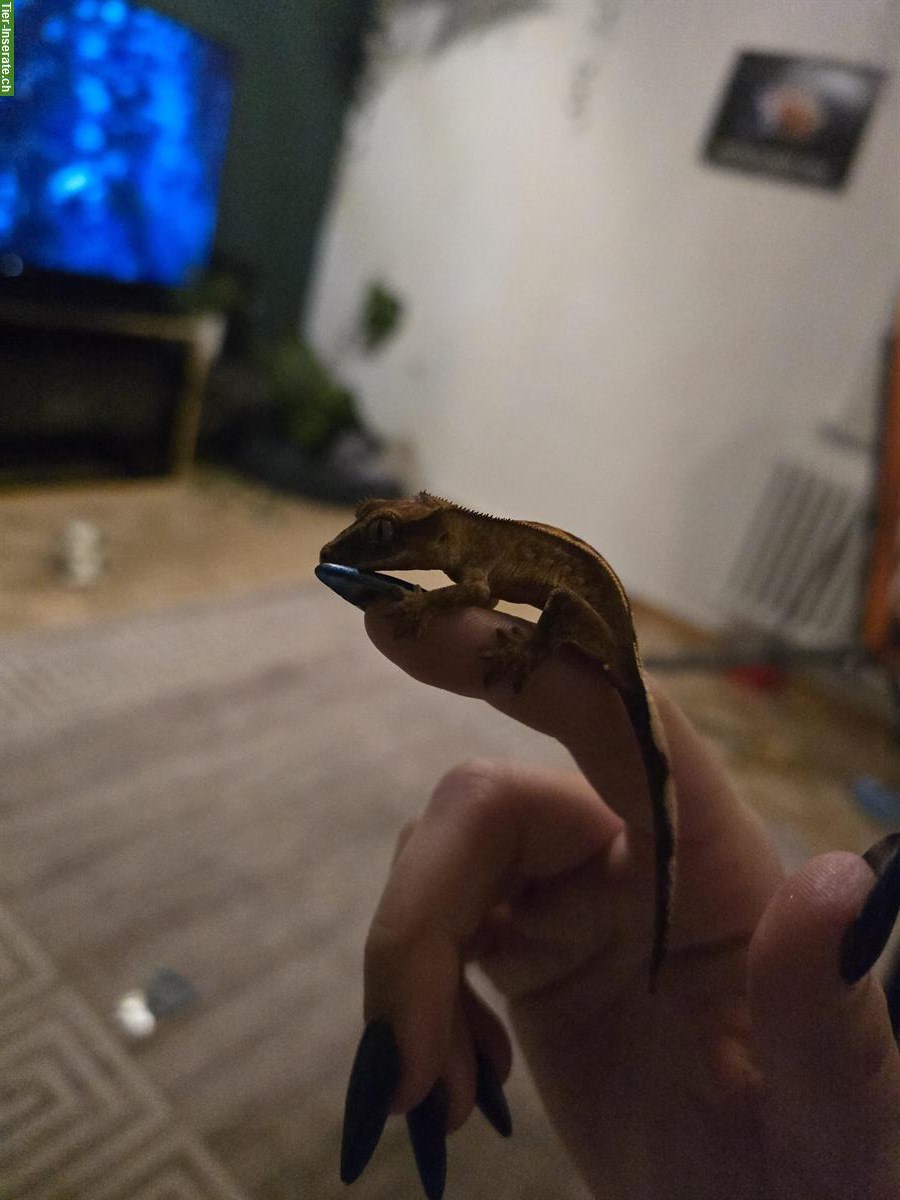 Bild 4: Junger Kronengecko, Brindlequin (Brindle/Harlequin)