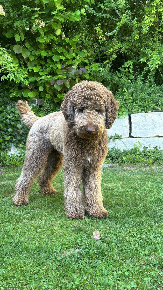 Goldendoodle Hündin, 1.5 Jahre, sucht dringend neuen Platz