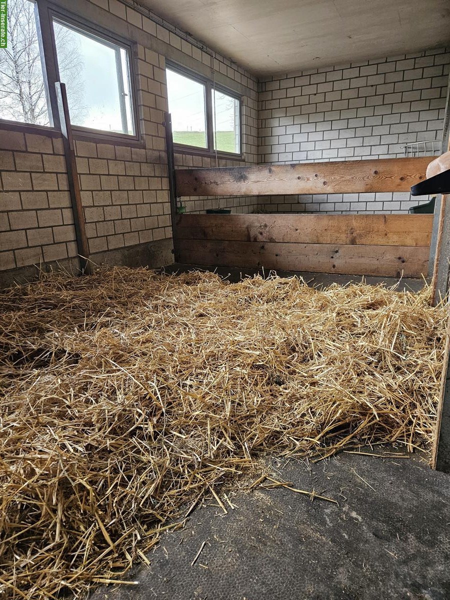 Pferde-Pensionsplatz in Frieswil BE mit Weidezugang & Reitplatz