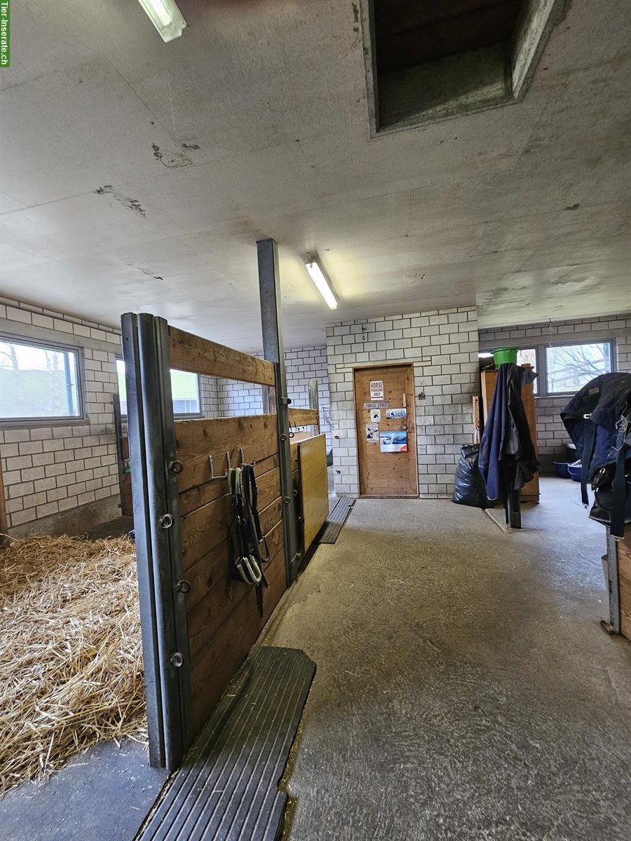 Bild 2: Pferde-Pensionsplatz in Frieswil BE mit Weidezugang & Reitplatz