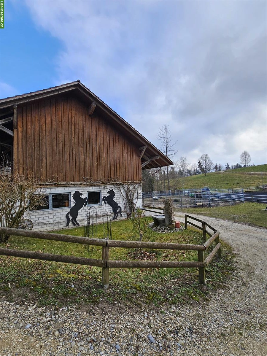 Bild 3: Pferde-Pensionsplatz in Frieswil BE mit Weidezugang & Reitplatz