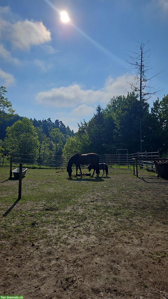 Bild 4: Pferde-Pensionsplatz in Frieswil BE mit Weidezugang & Reitplatz