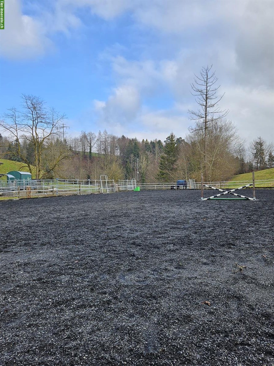 Bild 5: Pferde-Pensionsplatz in Frieswil BE mit Weidezugang & Reitplatz