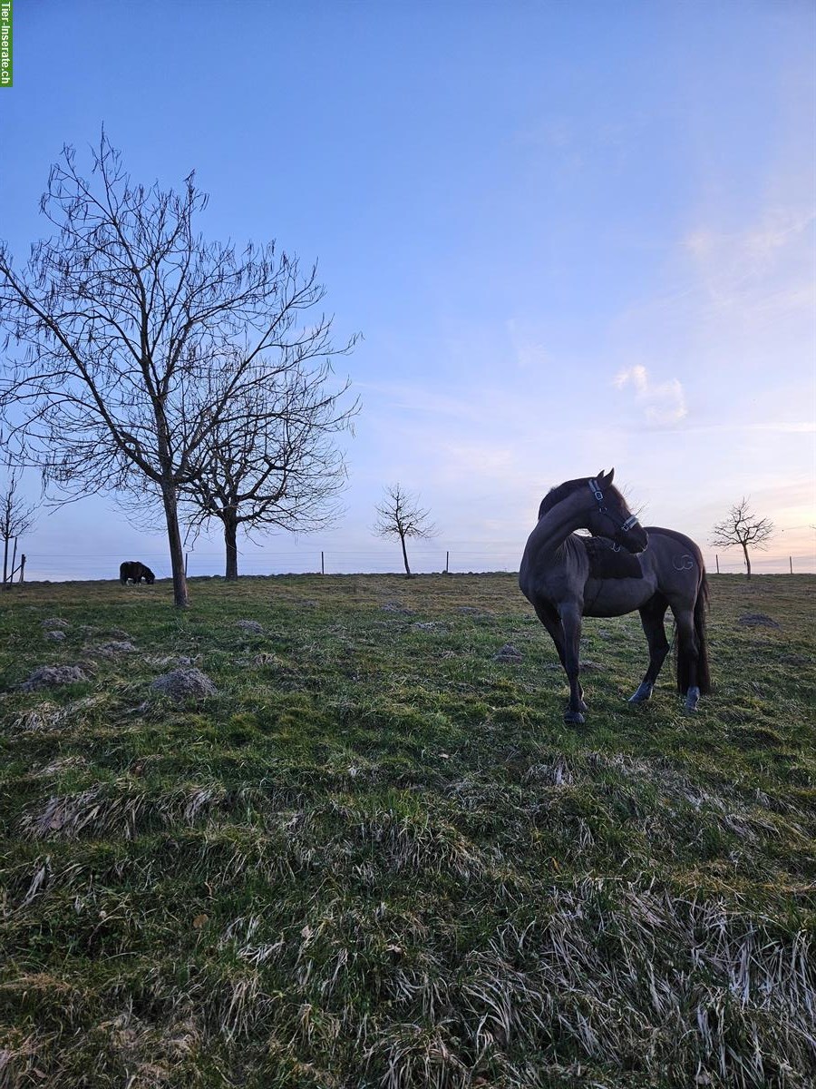 Bild 6: Pferde-Pensionsplatz in Frieswil BE mit Weidezugang & Reitplatz