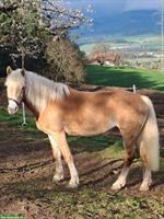 Haflinger Stute, Jahrgang 2014, kinderfreundlich