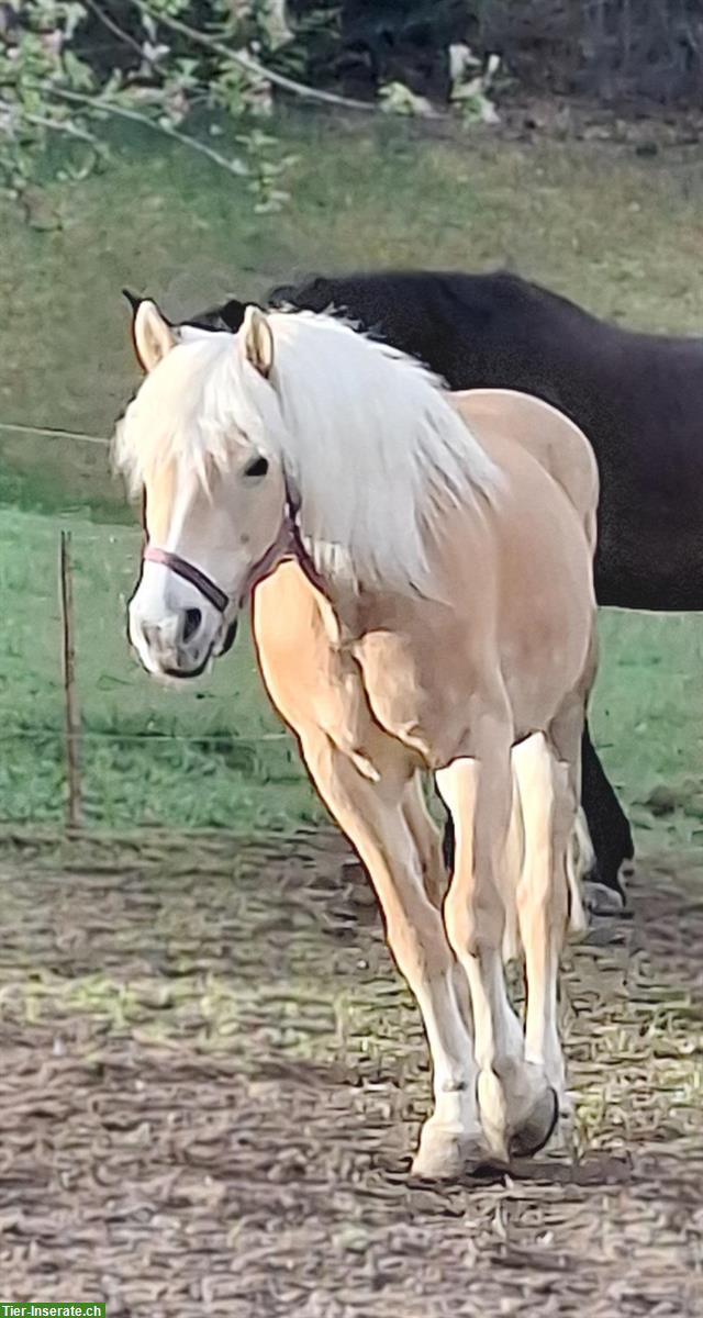 Bild 2: Haflinger Stute, Jahrgang 2014, kinderfreundlich