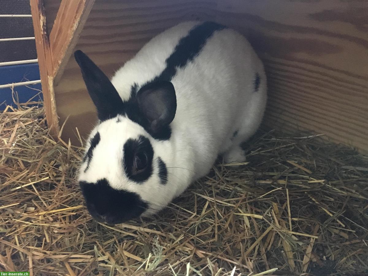 Farbenzwerg-Zwergkaninchen Häsin, schwarz-weiss Schecke