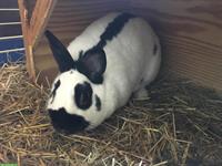 Farbenzwerg-Zwergkaninchen Häsin, schwarz-weiss Scheckung