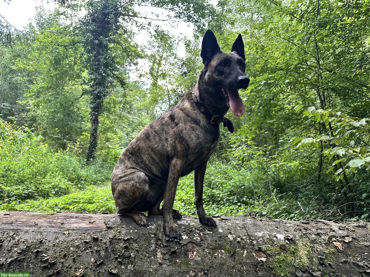 Holländische Schäferhündin Qualoo, lernwillig und verspielt