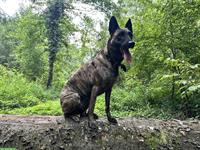 Holländische Schäferhündin Qualoo, lernwillig und verspielt