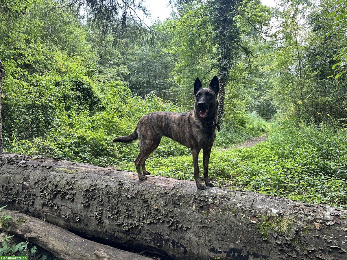 Bild 2: Holländische Schäferhündin Qualoo, lernwillig und verspielt