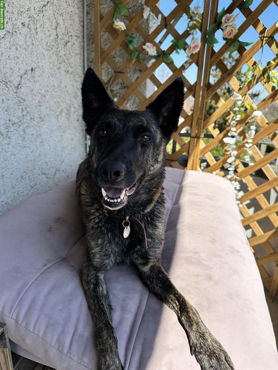 Bild 4: Holländische Schäferhündin Qualoo, lernwillig und verspielt