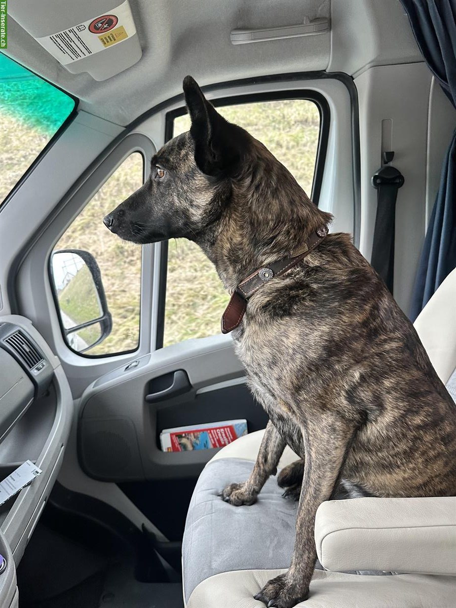 Bild 5: Holländische Schäferhündin Qualoo, lernwillig und verspielt