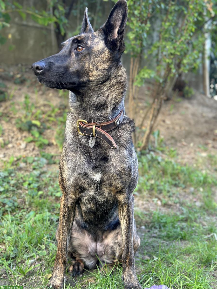 Bild 6: Holländische Schäferhündin Qualoo, lernwillig und verspielt