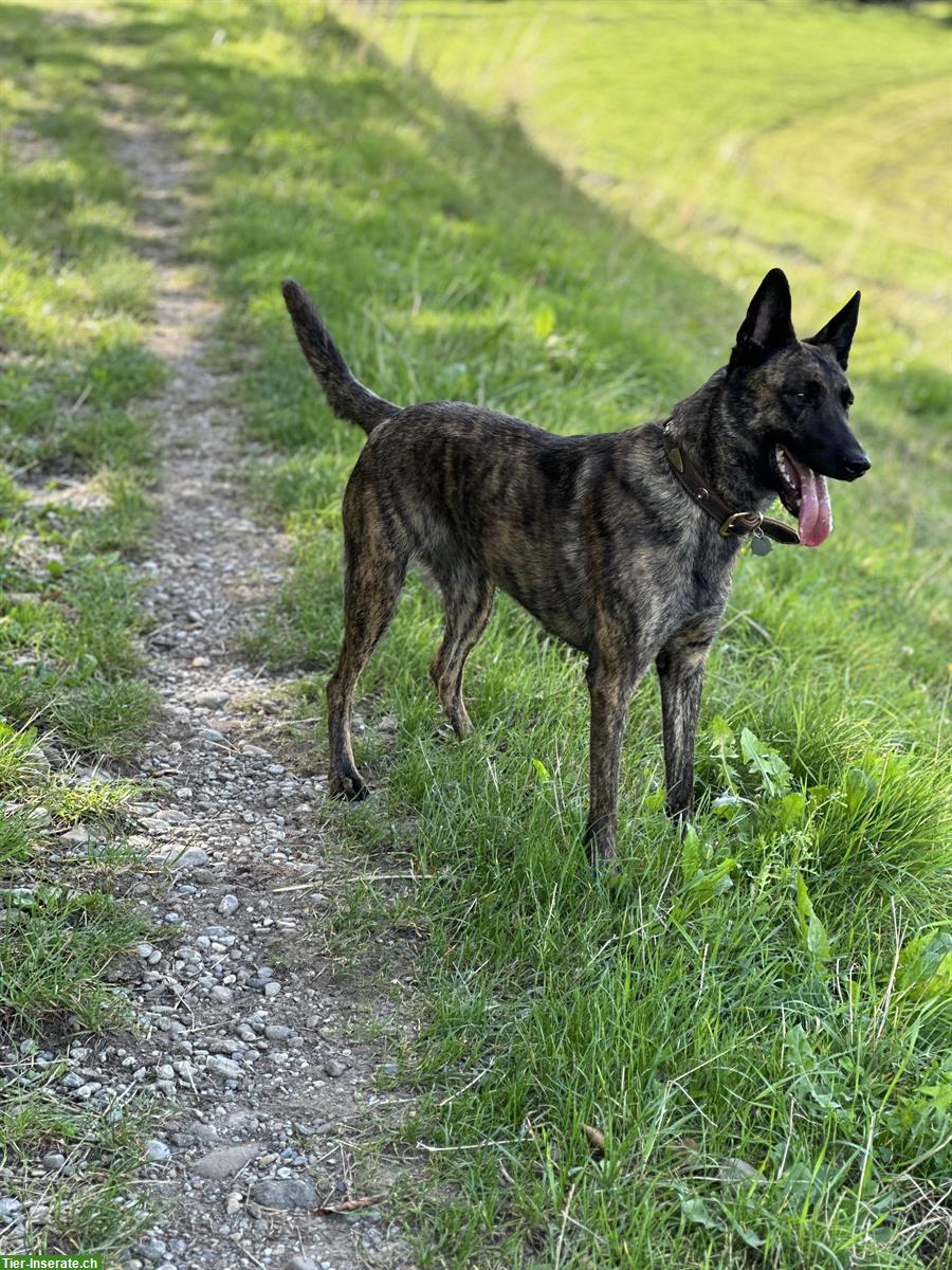 Bild 7: Holländische Schäferhündin Qualoo, lernwillig und verspielt