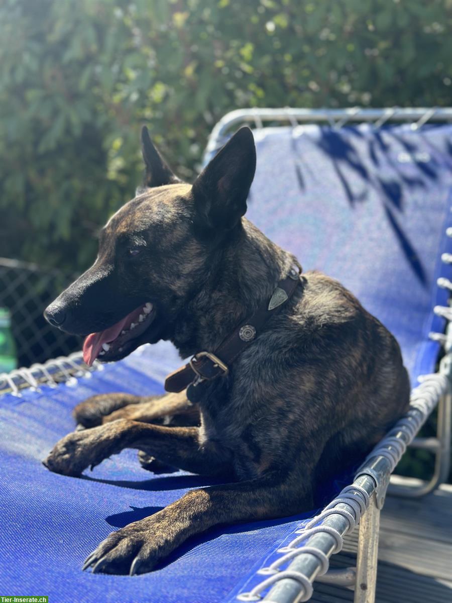 Bild 8: Holländische Schäferhündin Qualoo, lernwillig und verspielt