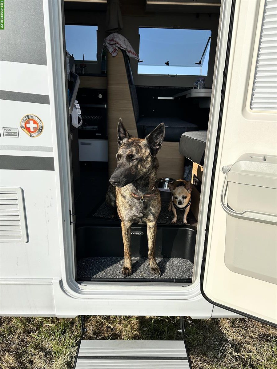 Bild 9: Holländische Schäferhündin Qualoo, lernwillig und verspielt