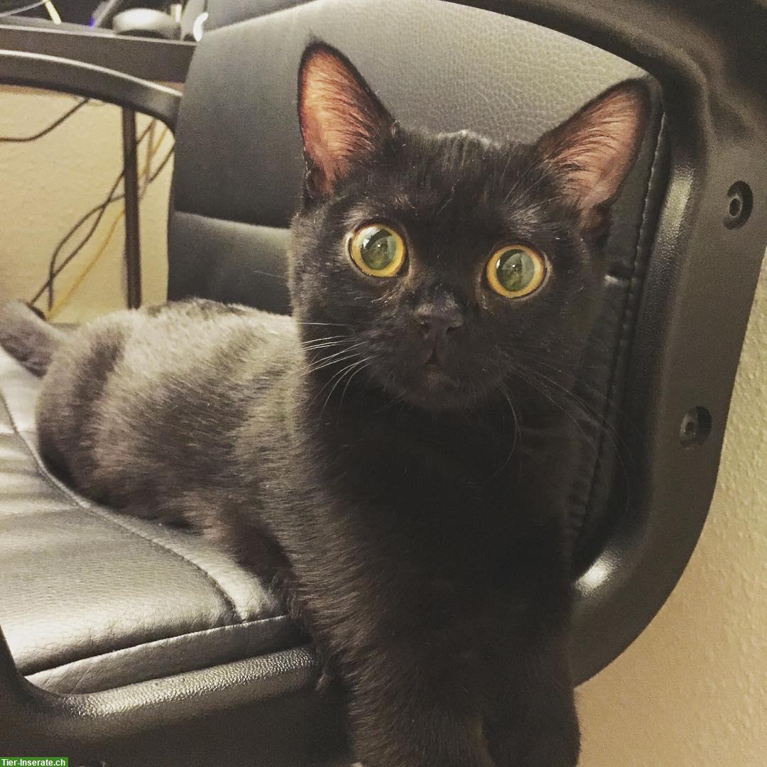 Bombay Kitten, schwarzes Kätzchen sucht Familie
