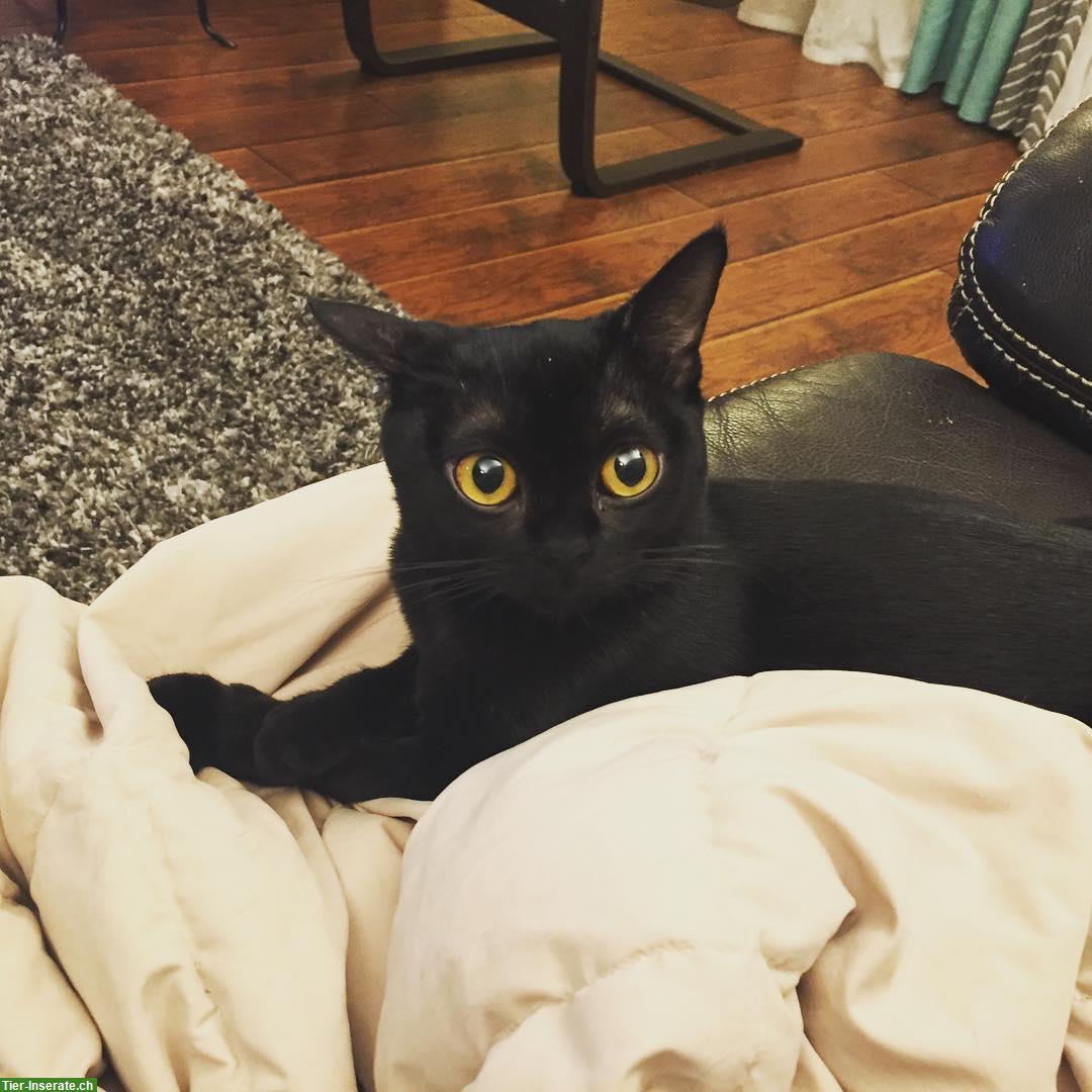 Bild 2: Bombay Kitten, schwarzes Kätzchen sucht Familie