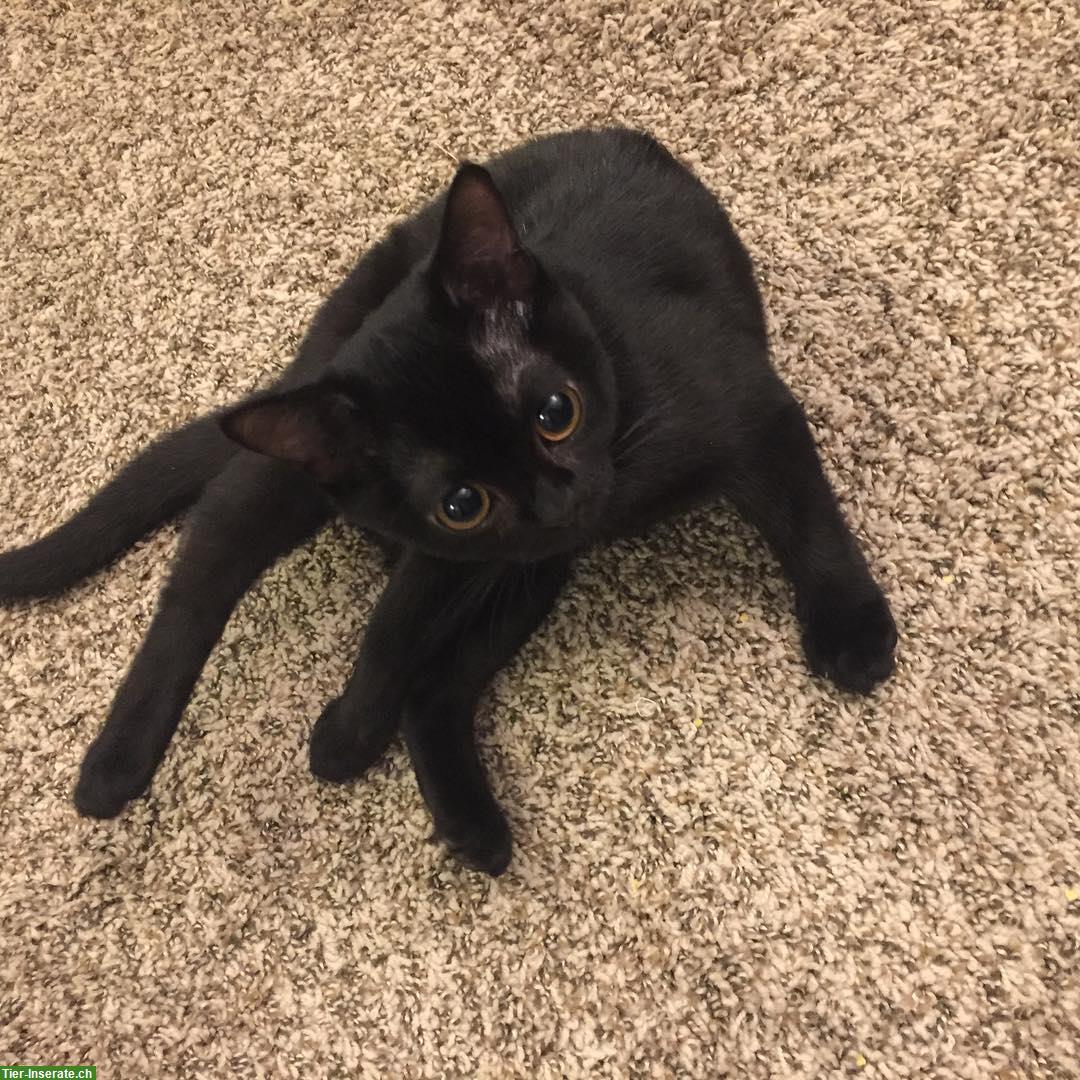 Bild 3: Bombay Kitten, schwarzes Kätzchen sucht Familie