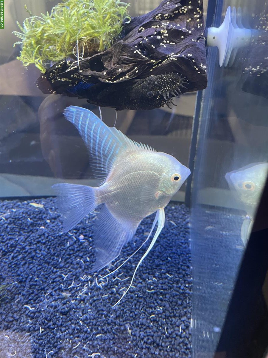 GRATIS: 4 Skalare, 1 Silber & 3 Koi-Skalare