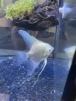 GRATIS: 4 Skalare, 1 Silber & 3 Koi-Skalare