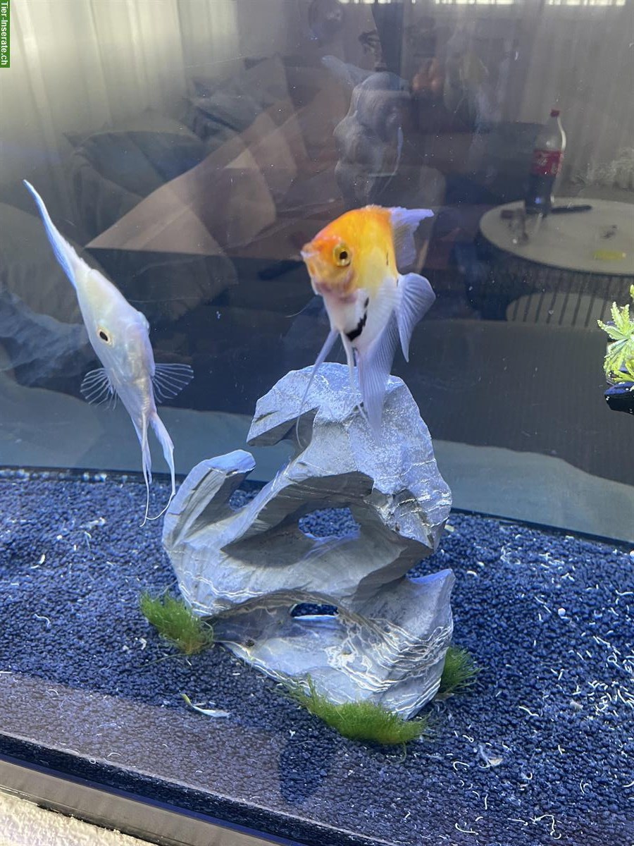 Bild 3: GRATIS: 4 Skalare, 1 Silber & 3 Koi-Skalare