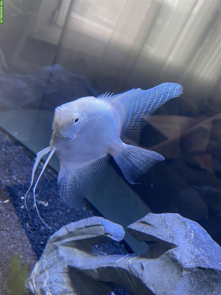 Bild 4: GRATIS: 4 Skalare, 1 Silber & 3 Koi-Skalare