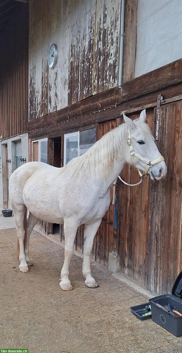 Reitbeteiligung in Erlen für Araber-Mix Stute (kein Anfängerpferd)