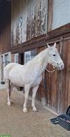 Reitbeteiligung in Erlen für Araber-Mix Stute (kein Anfängerpferd)