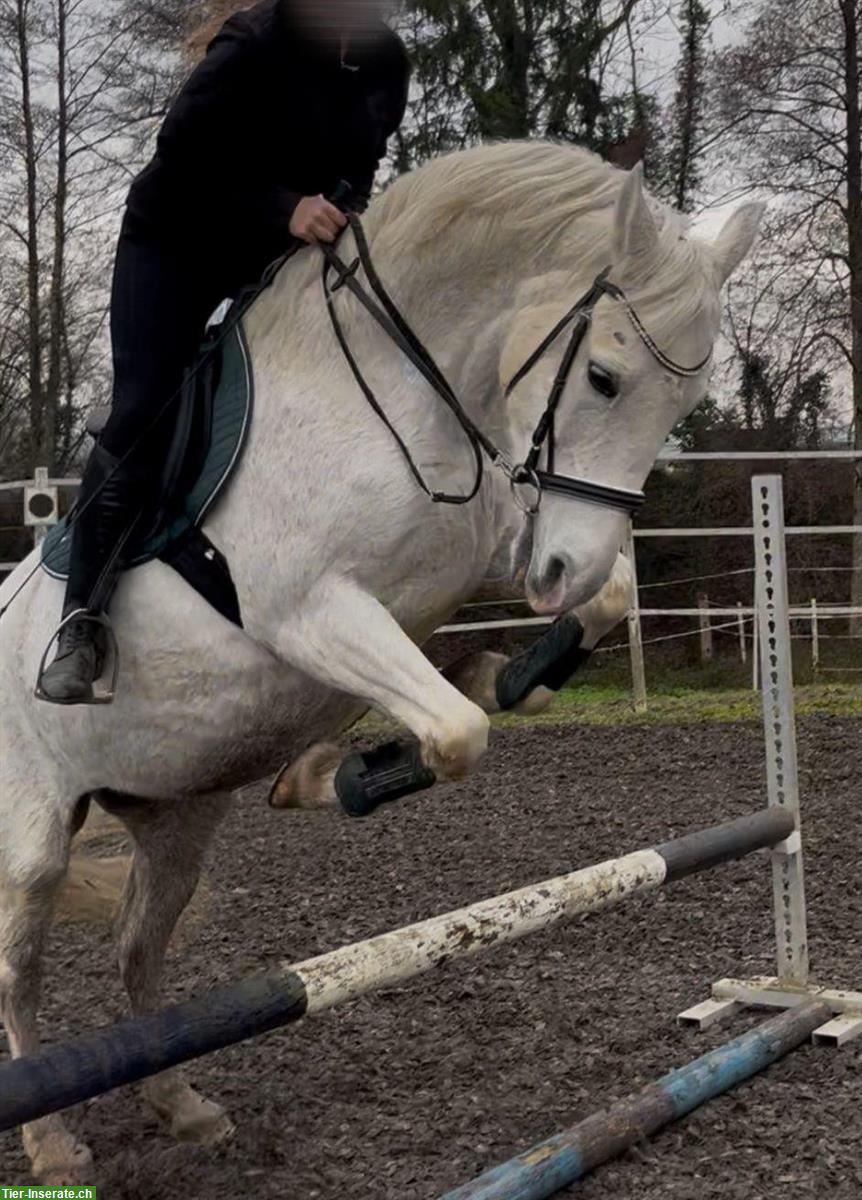 Bild 2: Reitbeteiligung in Erlen für Araber-Mix Stute (kein Anfängerpferd)