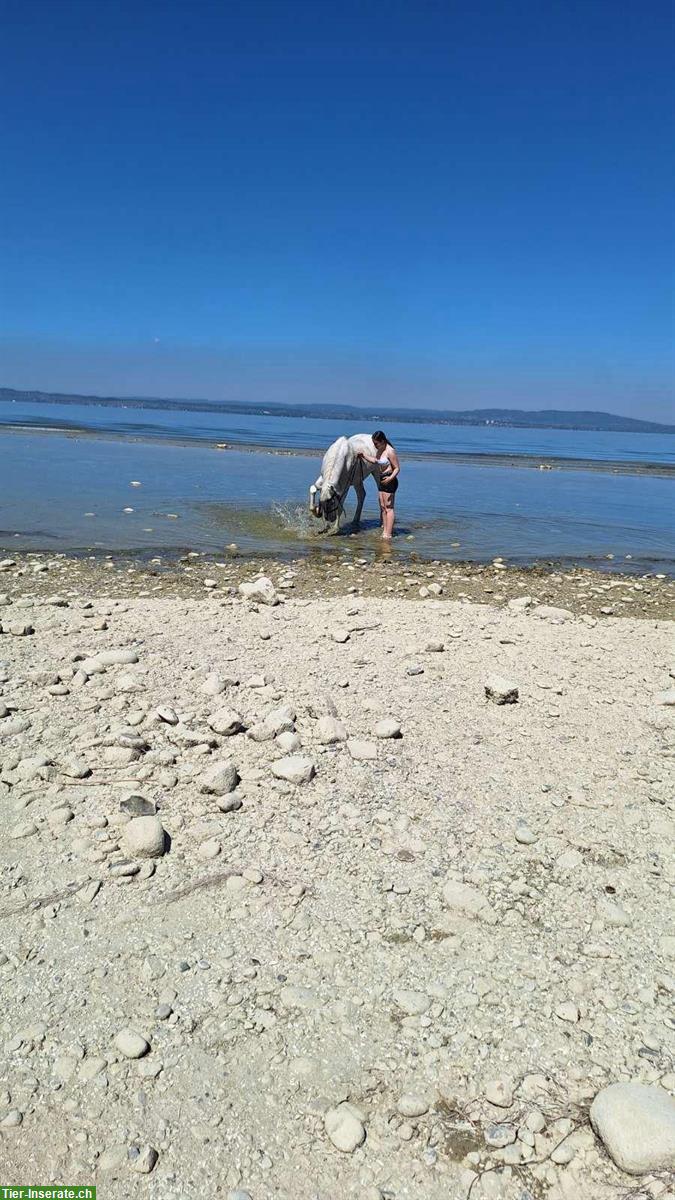 Bild 3: Reitbeteiligung in Erlen für Araber-Mix Stute (kein Anfängerpferd)