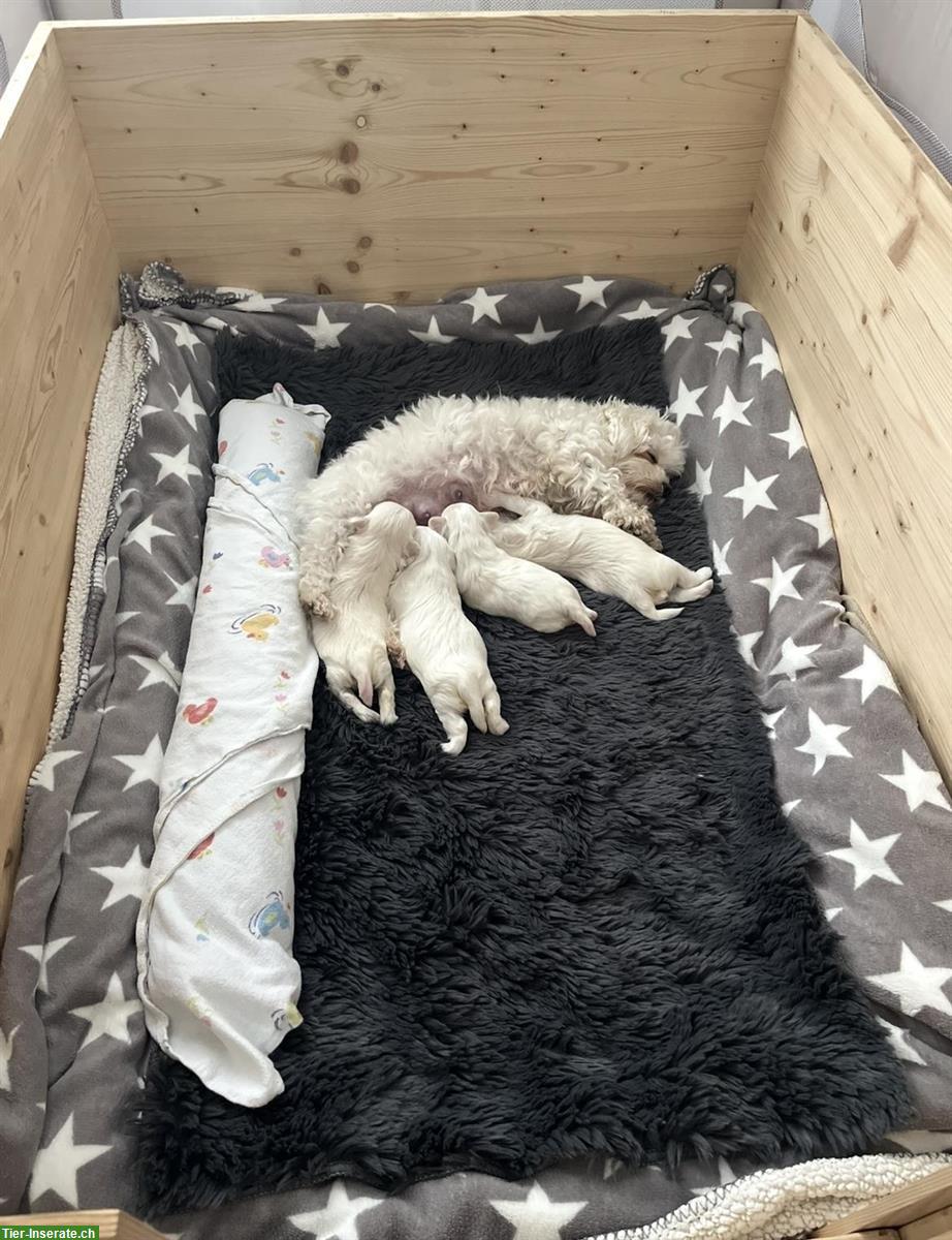 Mini-Malteser Welpen Weibchen + Rüden suchen ein Zuhause